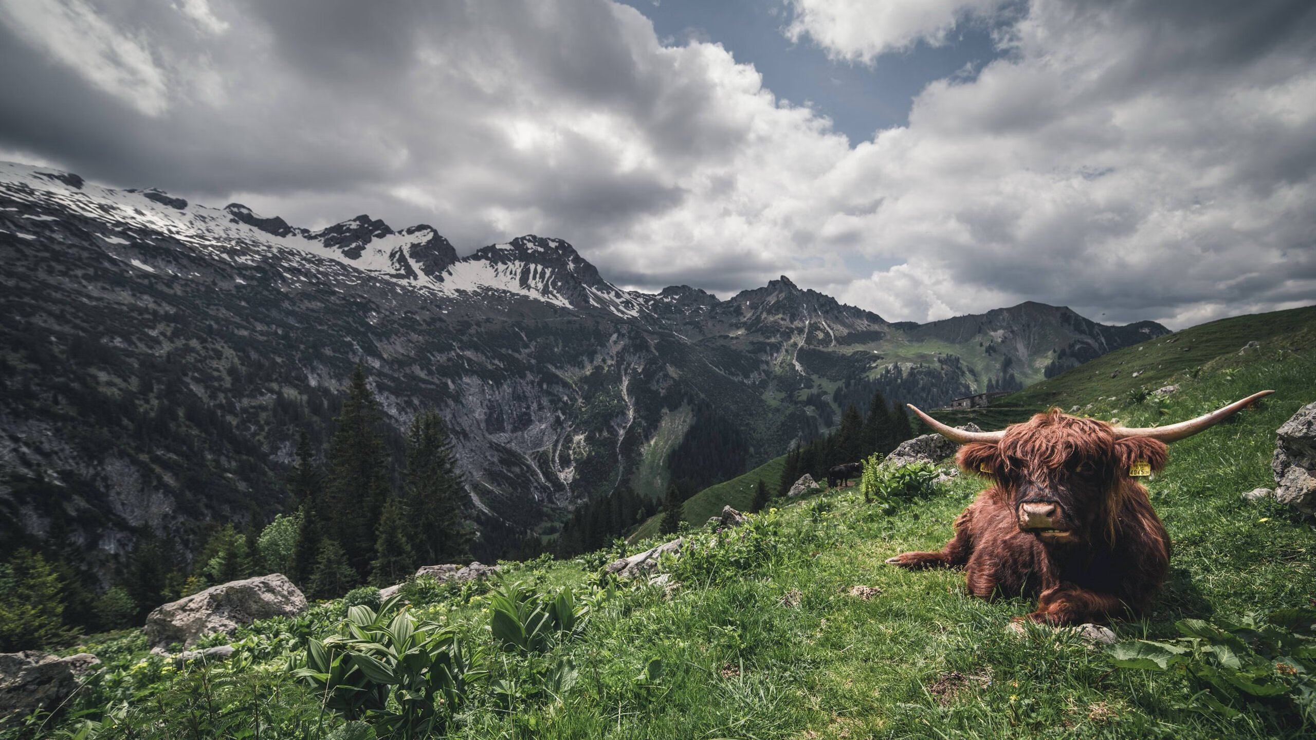 钢与藤，澳大利亚防守如何锻造出东决接管者苏亚雷斯
