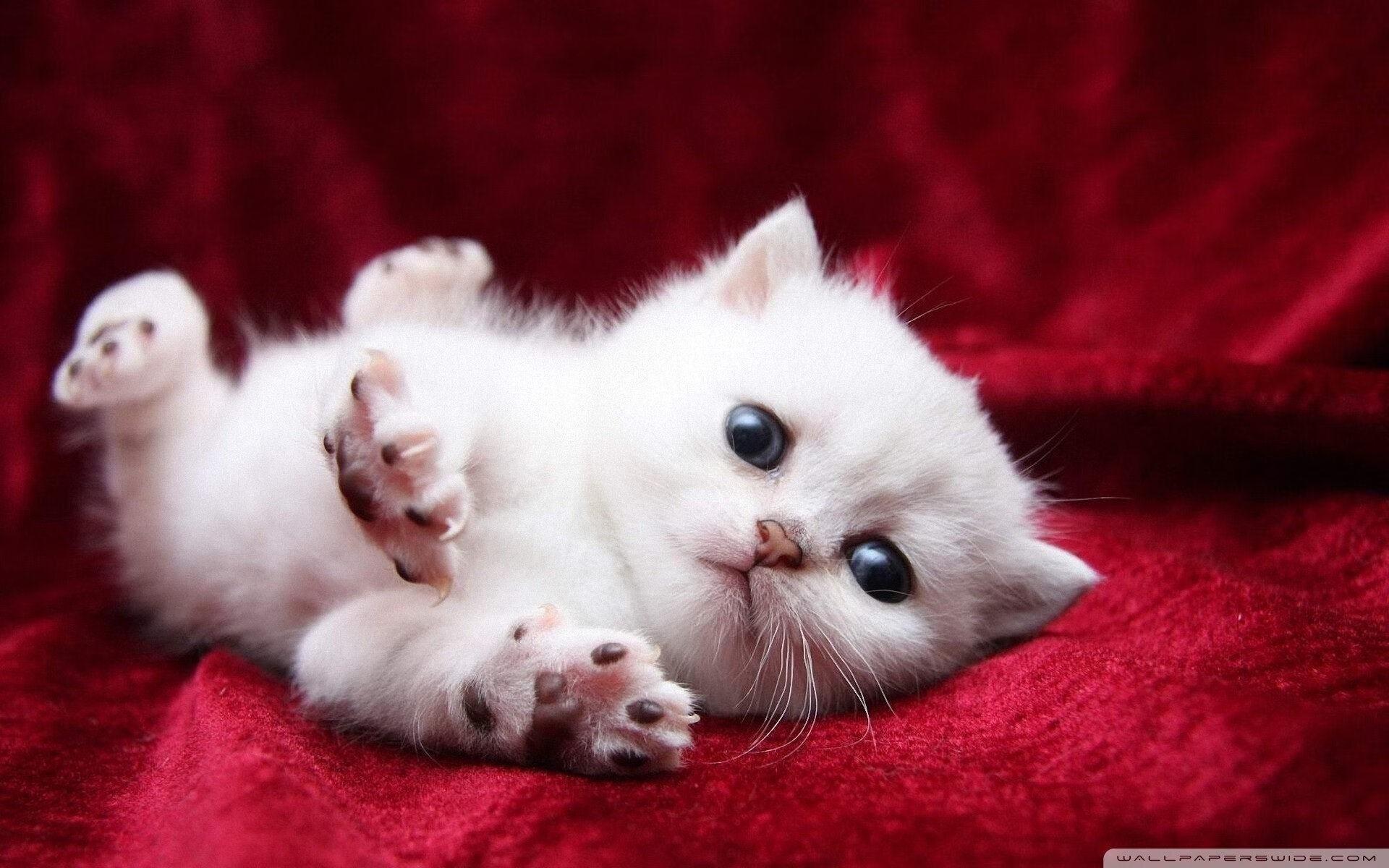 23次罚球！武切维奇绞肉机式打法撕开山西防线