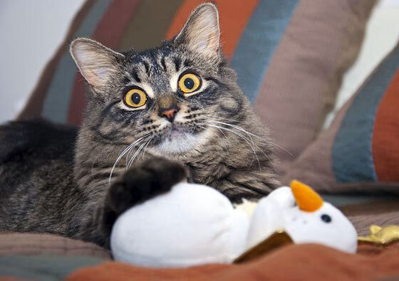 巴尔韦德旧将闪耀哥本哈根！戈麦斯绝杀拯救巴萨，生死战创奇迹