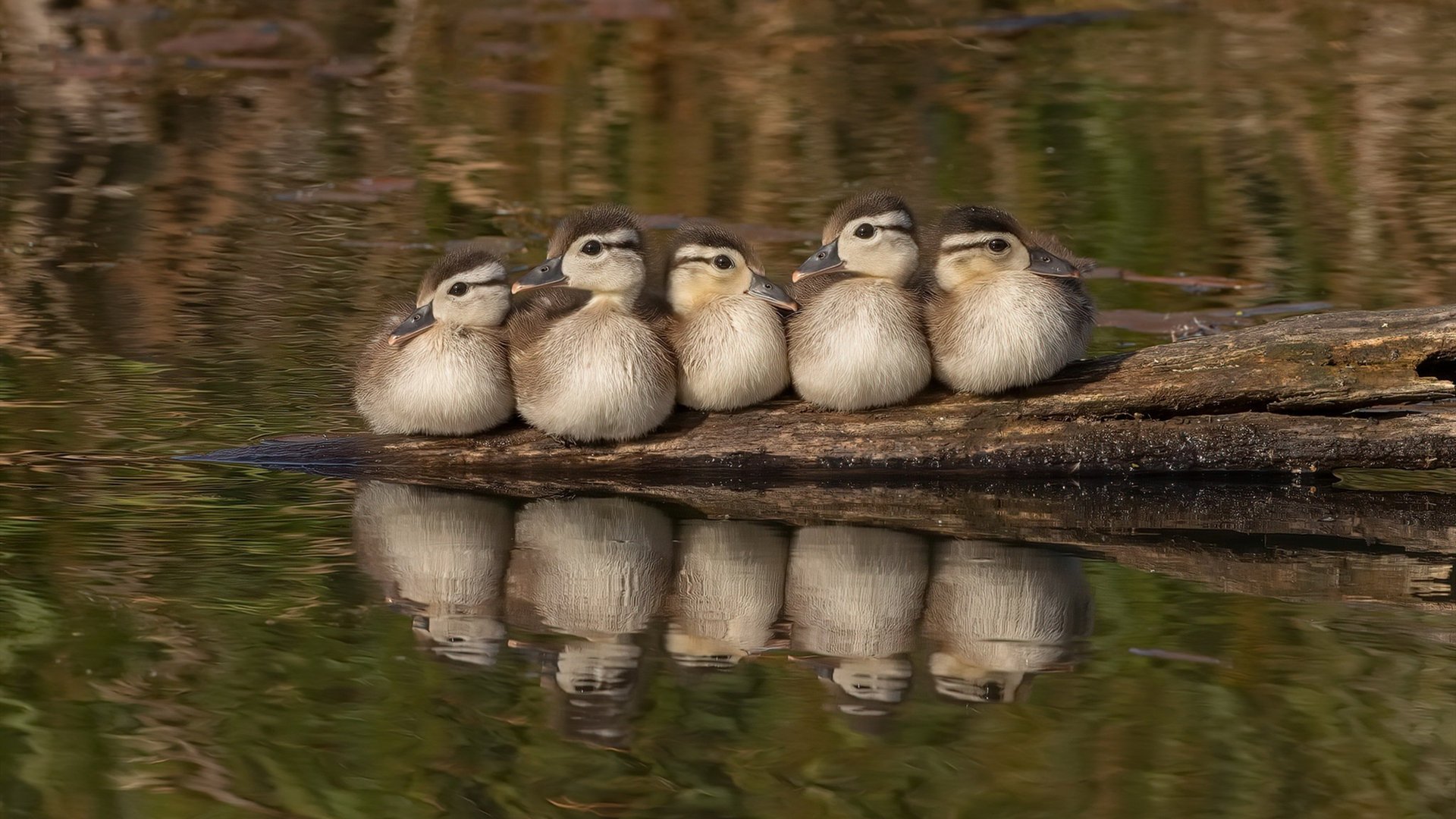 跨越大陆的坚毅，从非洲杯的鏖战到莫德里奇的决胜哲学