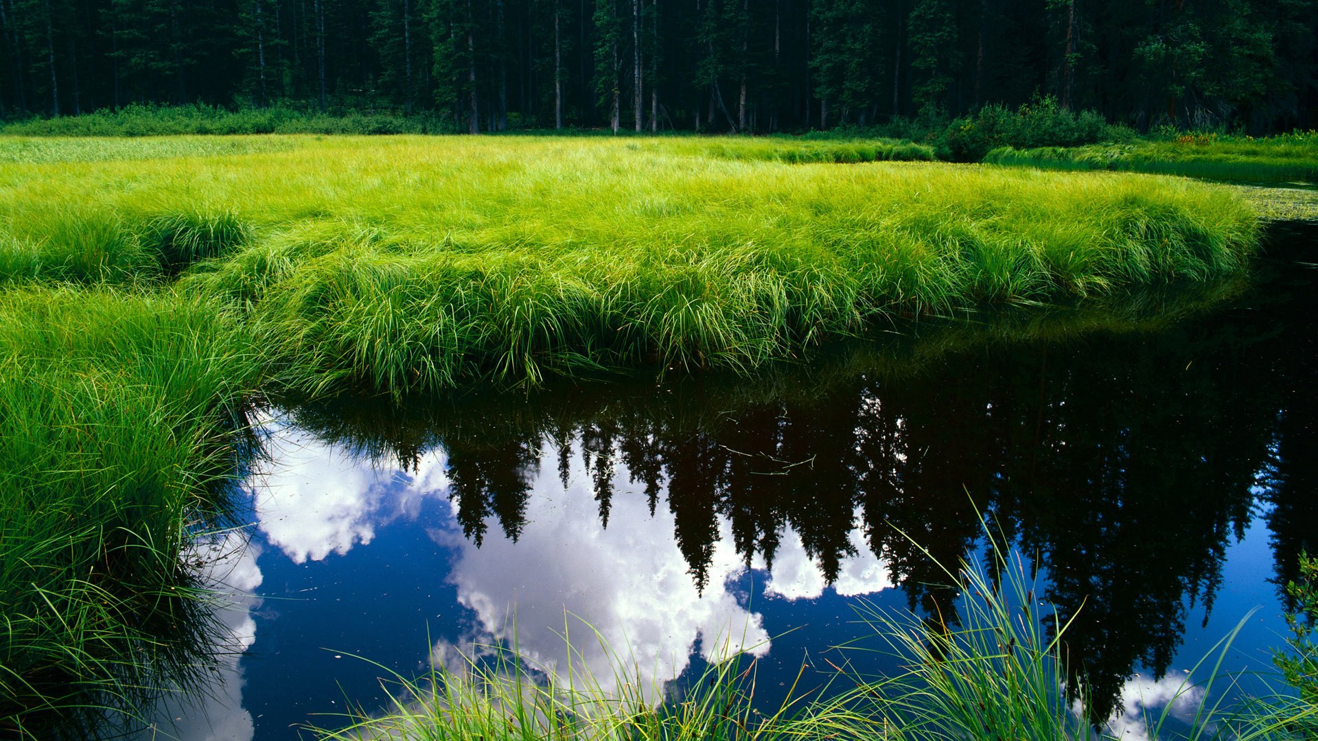 平行世界的篮球风暴，当奇才鏖战新疆，格林在德甲加冕