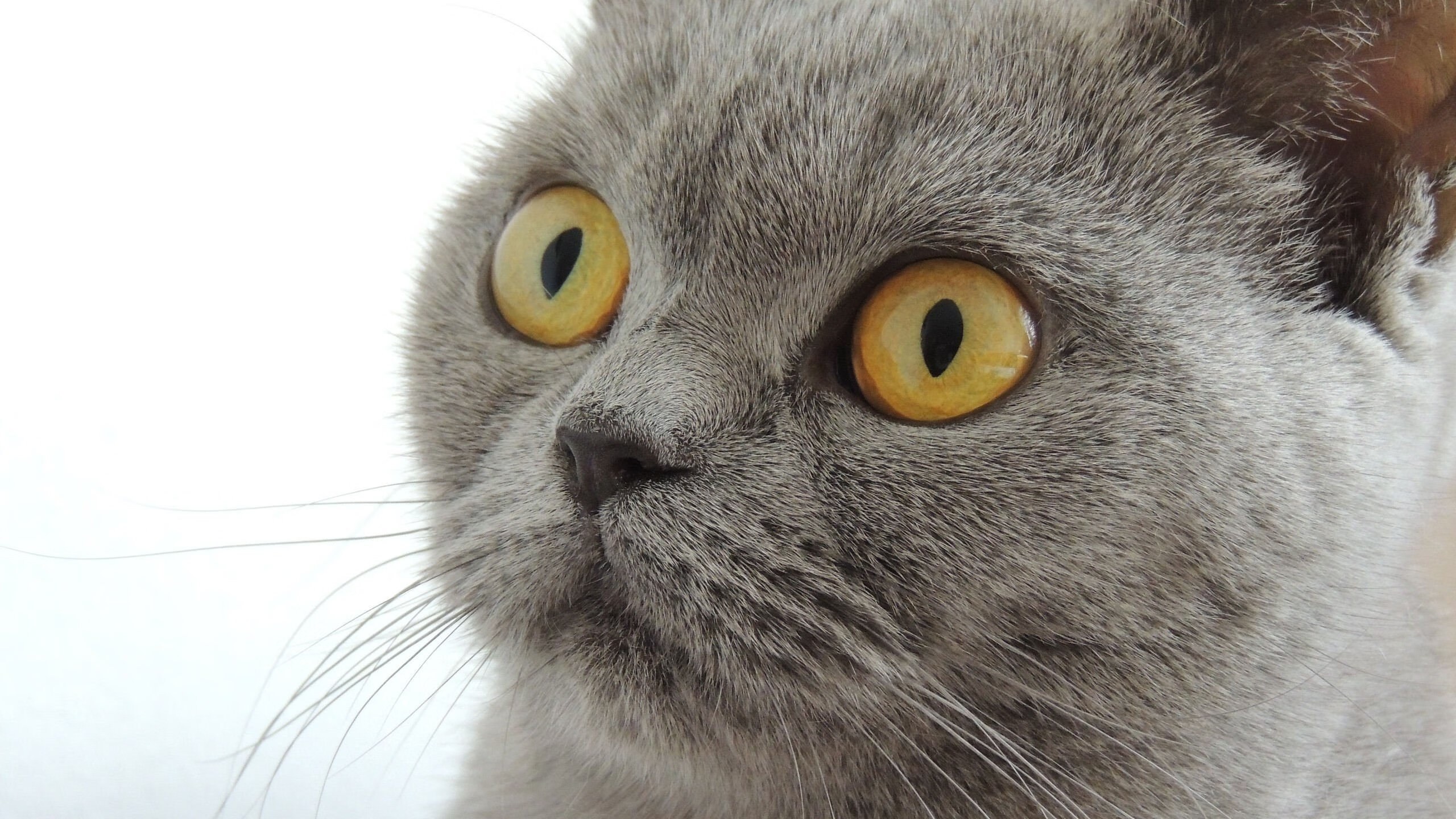 亚洲之光撕裂黑夜，孙兴慜抢七之夜刷新单赛季进球纪录