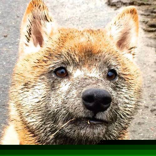 当节奏大师在场边观看，雷霆火箭激战中的暗流