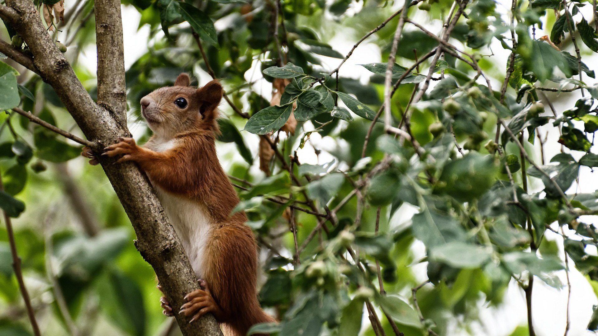 从定时炸弹到定海神针，奥纳纳一夜逆袭，铸就土耳其钢铁防线