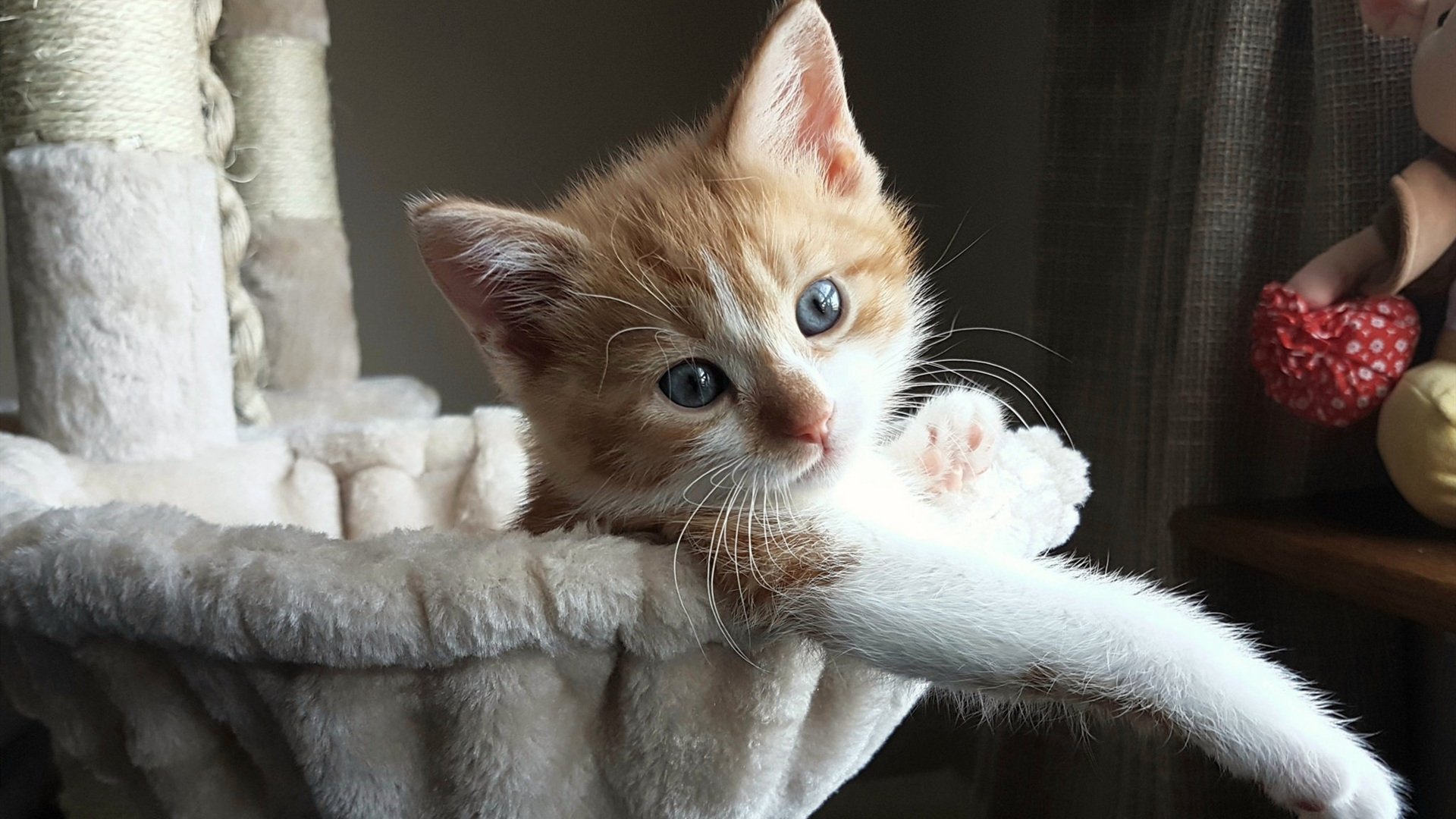 夜速交响曲，F1揭幕战之夜与李刚仁的节奏掌控艺术