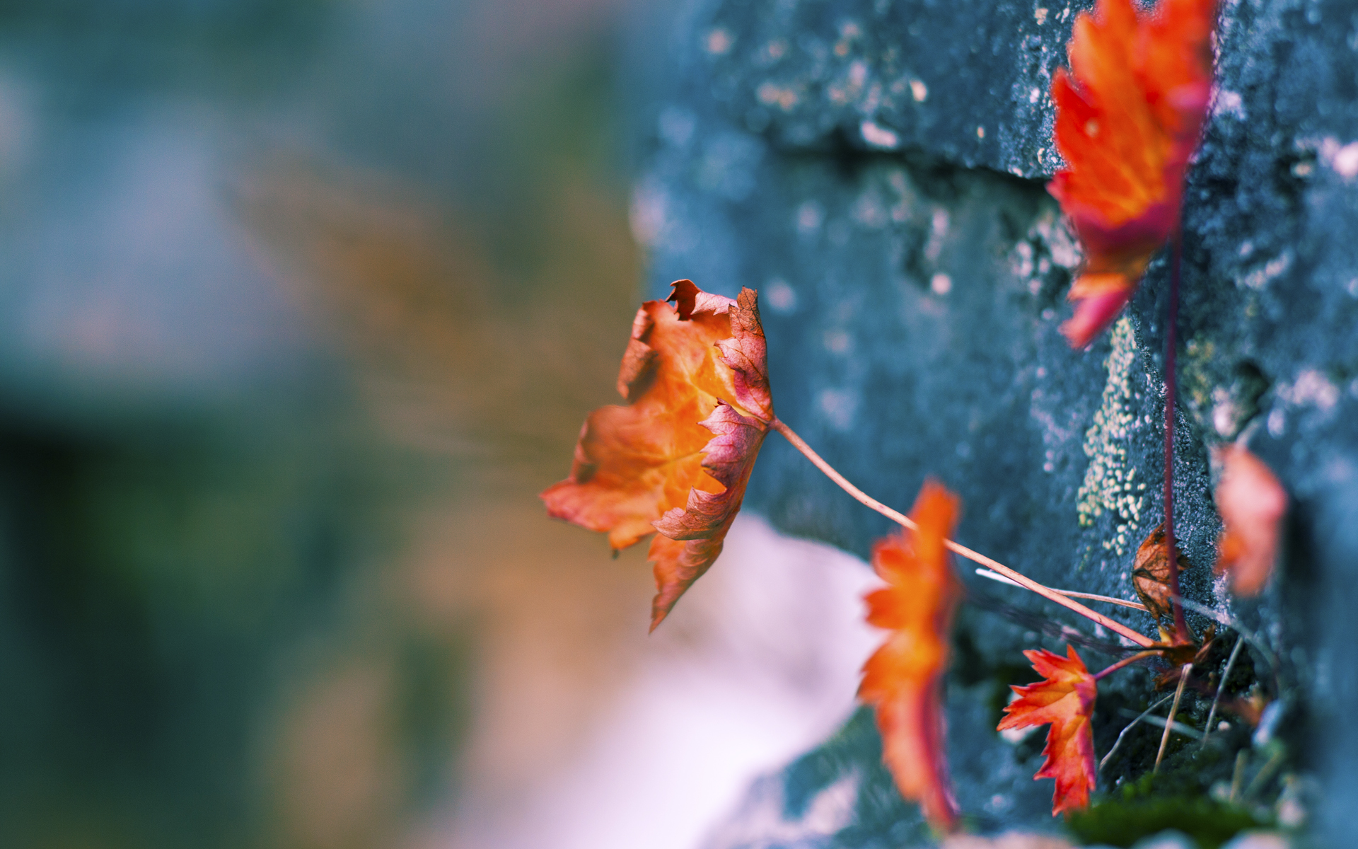 萨内光芒四射，喀麦隆力克比利时显豪强本色