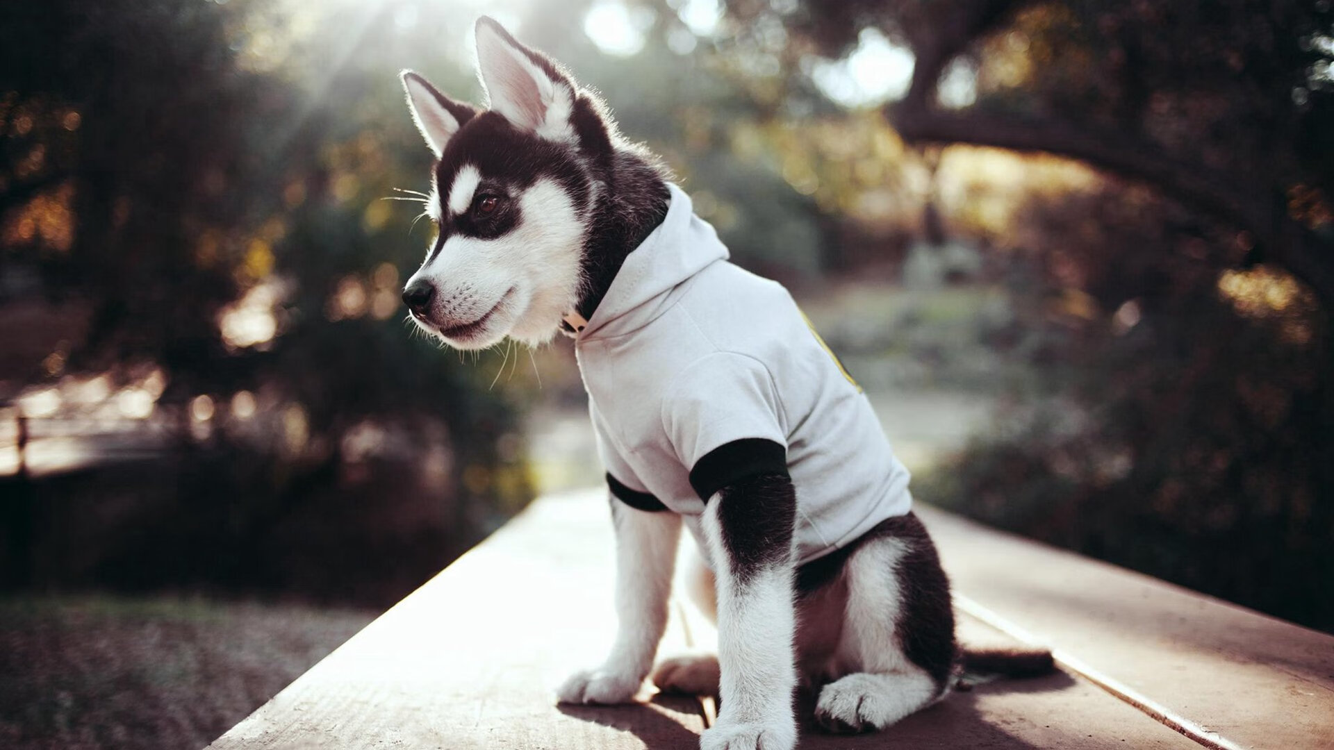 开云体育在线-乌克兰2-0丹麦，门迪主宰全场，东欧铁骑迈向新纪元