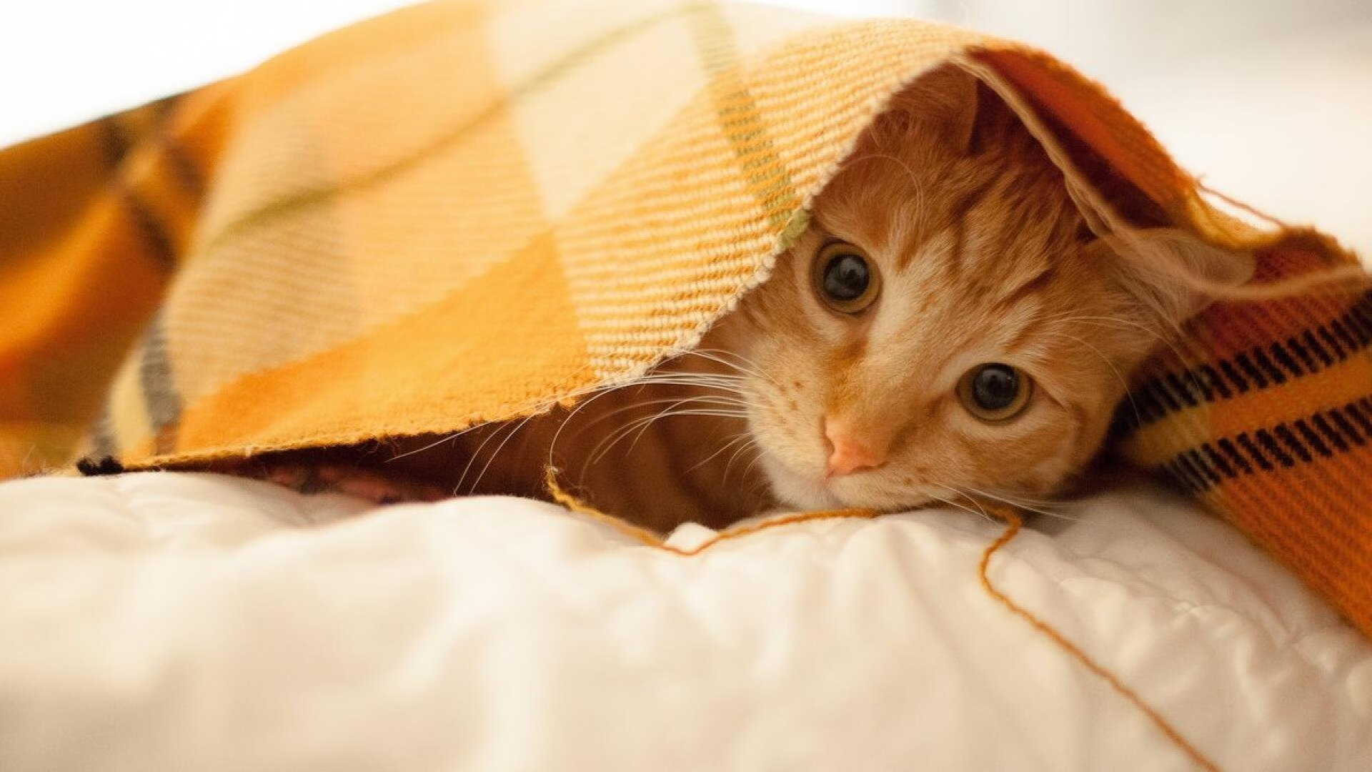 东契奇独揽风云,篮网对阵北京队跨联盟之战全程回顾