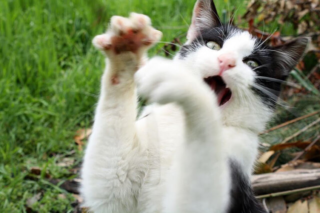 南美风暴撕裂太极虎防线，金玟哉进攻端无人可挡