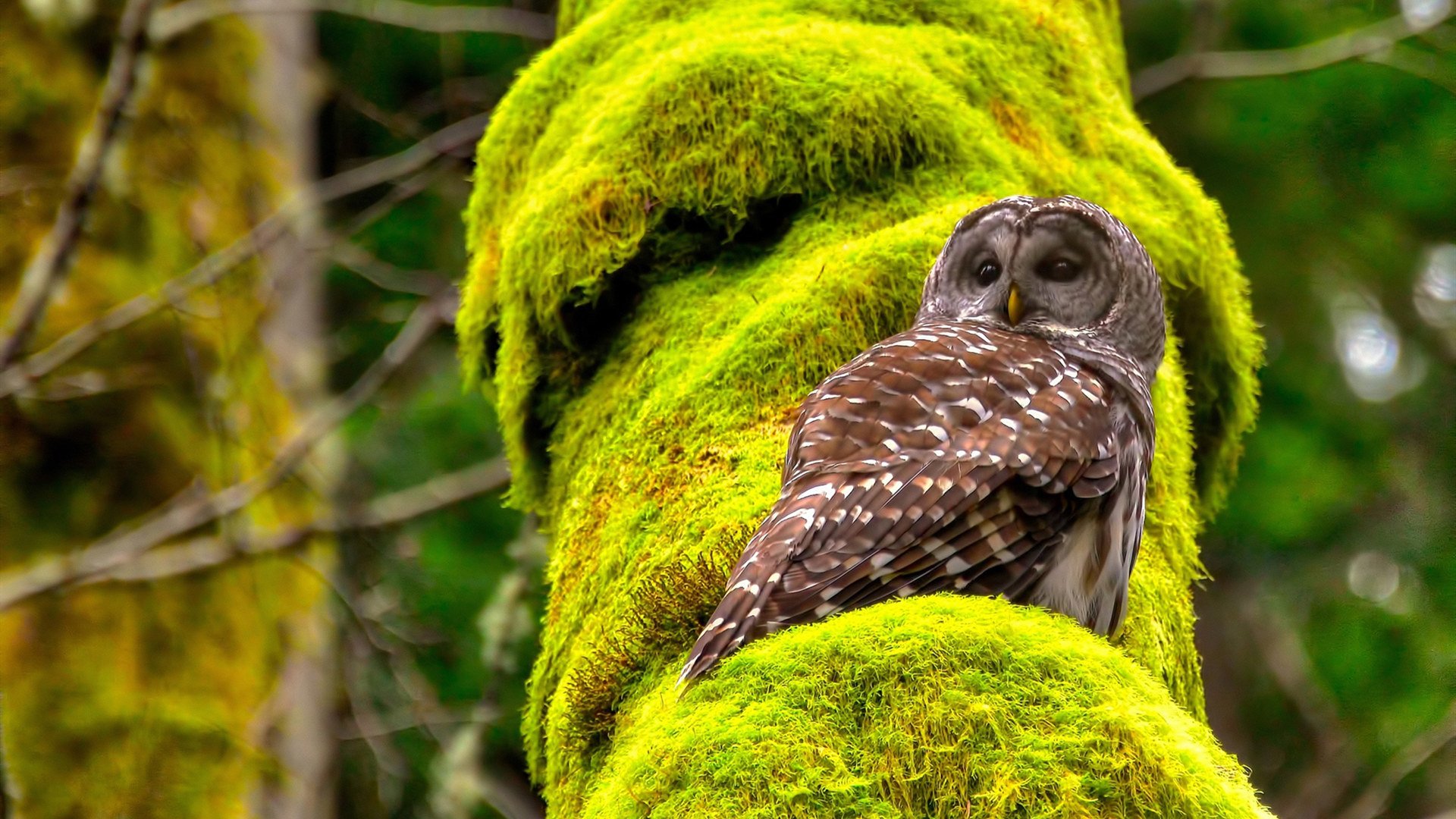 德甲争冠战，蒂亚戈的星辰与沙砾之夜