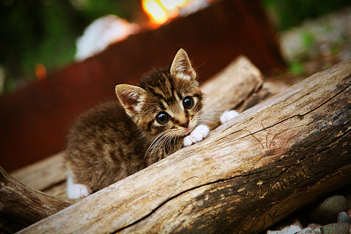 开云体育官方网站-阿劳霍，从无名小卒到全场焦点，他用一己之力重新定义比赛