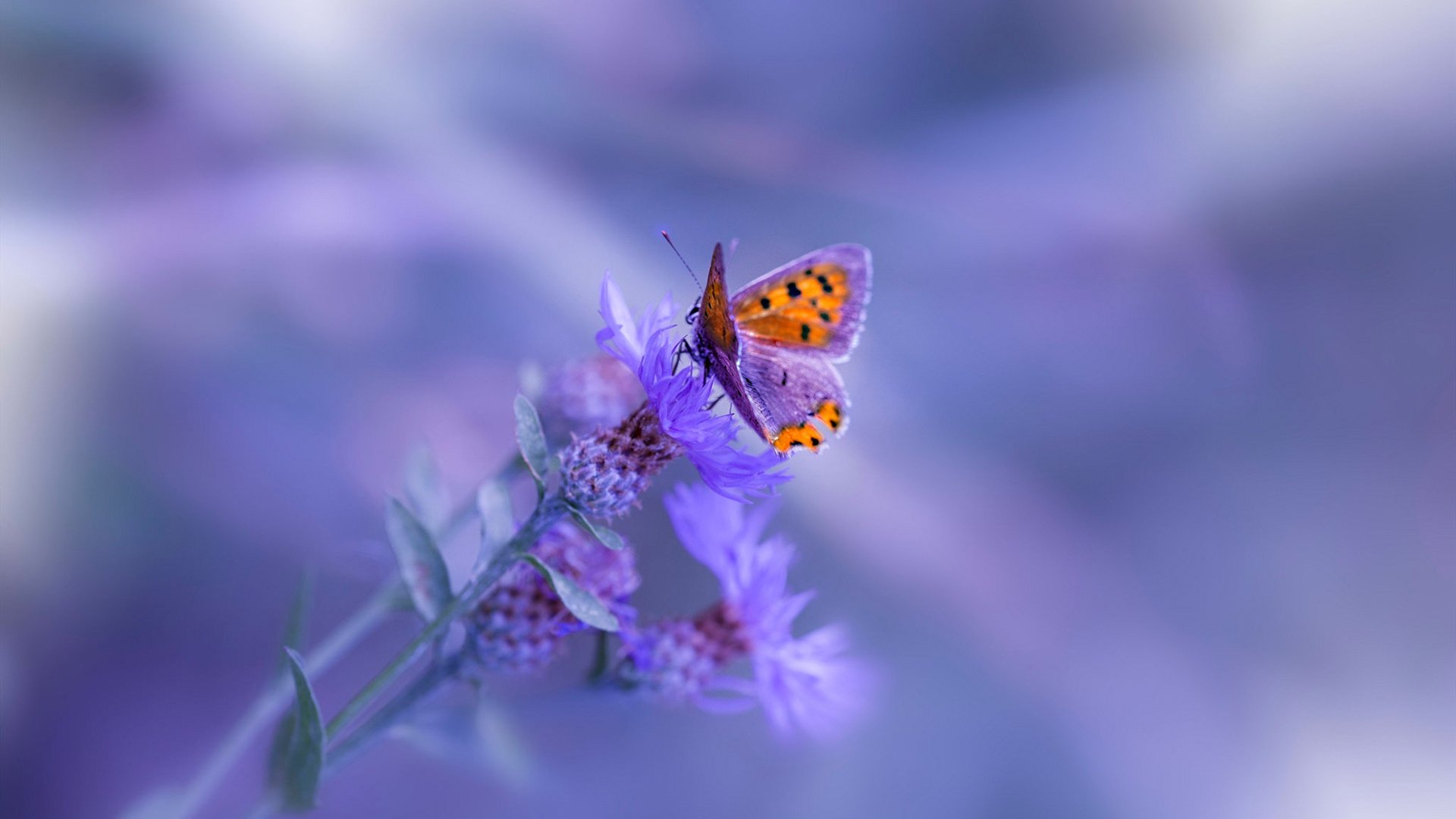 克瓦拉茨赫利亚进攻端无人可挡，尤文强势晋级澳大利亚