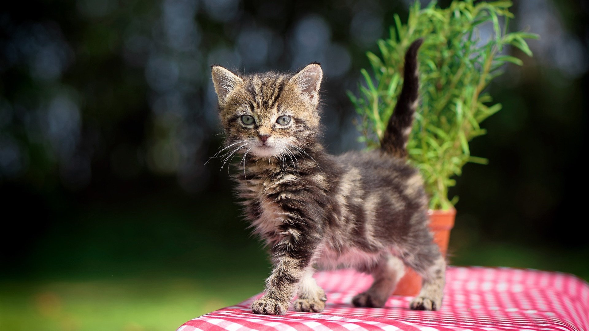 绿茵场上的暗黑兵法，当帕尔默的爆发映照韩国的收割
